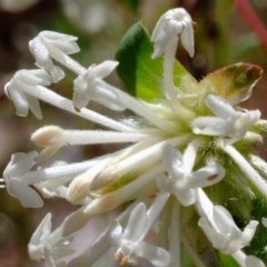 Pimelea linifolia subsp. linifolia (Queen of the Bush, Slender Rice-flower) at Coree, ACT - 16 Nov 2021 by Kurt