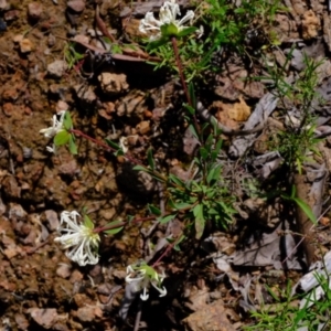 Pimelea linifolia subsp. linifolia at Coree, ACT - 16 Nov 2021