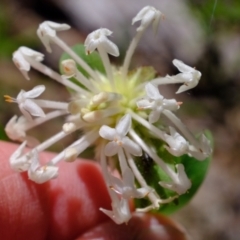 Pimelea linifolia subsp. linifolia at Coree, ACT - 16 Nov 2021