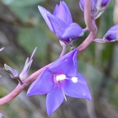 Veronica perfoliata (Digger's Speedwell) at Wanniassa Hill - 16 Nov 2021 by RAllen