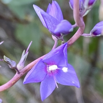 Veronica perfoliata (Digger's Speedwell) at Wanniassa Hill - 16 Nov 2021 by RAllen