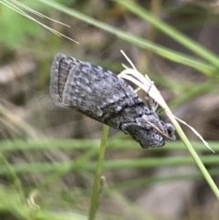 Uraba lugens (Gumleaf Skeletonizer) at Wanniassa Hill - 16 Nov 2021 by RAllen