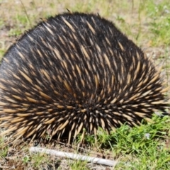 Tachyglossus aculeatus (Short-beaked Echidna) at Watson, ACT - 15 Nov 2021 by sbittinger