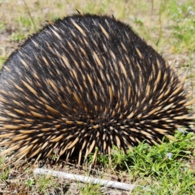 Tachyglossus aculeatus (Short-beaked Echidna) at Watson, ACT - 15 Nov 2021 by sbittinger