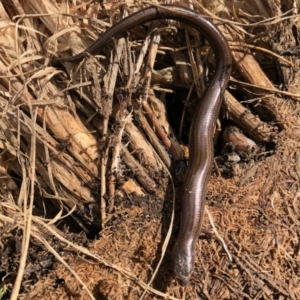 Hemiergis talbingoensis at Aranda, ACT - 16 Nov 2021