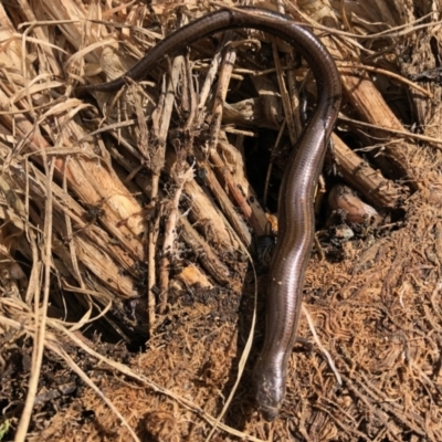 Hemiergis talbingoensis (Three-toed Skink) at Aranda, ACT - 16 Nov 2021 by KMcCue