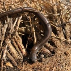 Hemiergis talbingoensis at Aranda, ACT - 16 Nov 2021