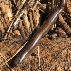 Hemiergis talbingoensis at Aranda, ACT - 16 Nov 2021