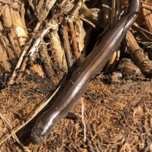 Hemiergis talbingoensis at Aranda, ACT - 16 Nov 2021