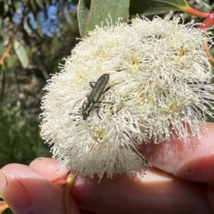 Eleale aspera at Murrumbateman, NSW - 16 Nov 2021