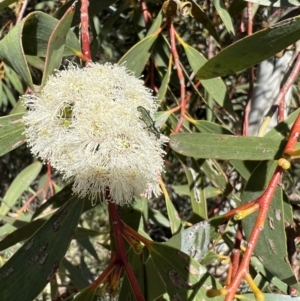 Eleale aspera at Murrumbateman, NSW - 16 Nov 2021