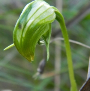 Pterostylis nutans at Acton, ACT - 22 Oct 2021