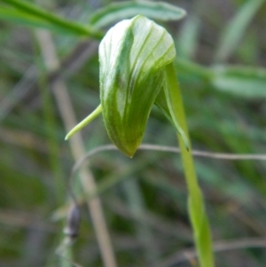 Pterostylis nutans at Acton, ACT - 22 Oct 2021