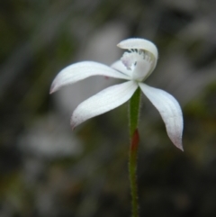 Caladenia ustulata (Brown Caps) at Acton, ACT - 22 Oct 2021 by RG