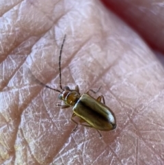 Monolepta sp. (genus) (Leaf beetle) at Murrumbateman, NSW - 16 Nov 2021 by SimoneC