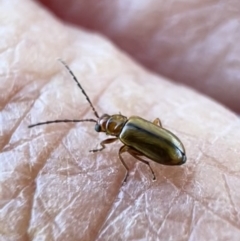 Monolepta sp. (genus) at Murrumbateman, NSW - 16 Nov 2021 04:09 PM