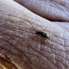 Monolepta sp. (genus) at Murrumbateman, NSW - 16 Nov 2021