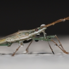 Mutusca brevicornis (A broad-headed bug) at Evatt, ACT - 11 Nov 2021 by TimL