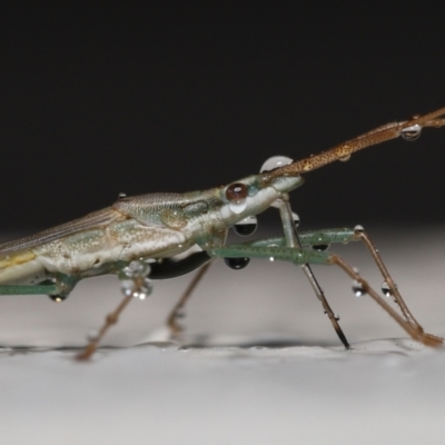 Mutusca brevicornis (A broad-headed bug) at Evatt, ACT - 12 Nov 2021 by TimL