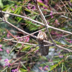 Clania lewinii & similar Casemoths at Amaroo, ACT - 15 Nov 2021