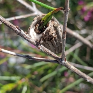 Clania lewinii & similar Casemoths at Amaroo, ACT - 15 Nov 2021