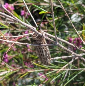 Clania lewinii at Amaroo, ACT - 15 Nov 2021