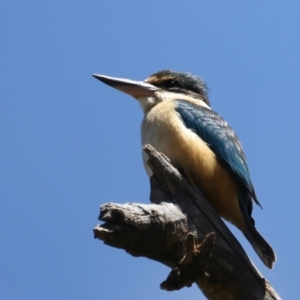 Todiramphus sanctus at Stromlo, ACT - 16 Nov 2021