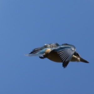 Todiramphus sanctus at Stromlo, ACT - 16 Nov 2021