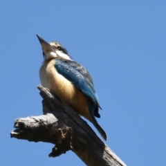 Todiramphus sanctus at Stromlo, ACT - 16 Nov 2021