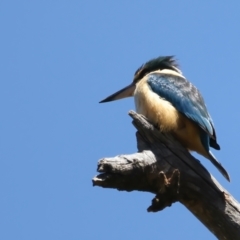 Todiramphus sanctus at Stromlo, ACT - 16 Nov 2021