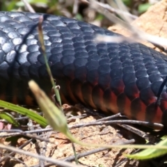 Pseudechis porphyriacus (Red-bellied Black Snake) at Stromlo, ACT - 16 Nov 2021 by jb2602