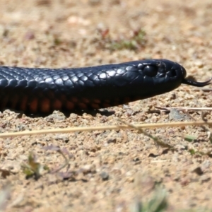 Pseudechis porphyriacus at Stromlo, ACT - 16 Nov 2021