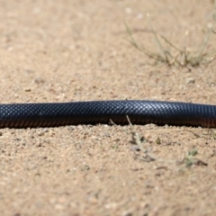 Pseudechis porphyriacus at Stromlo, ACT - 16 Nov 2021