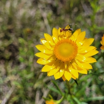 Xerochrysum viscosum (Sticky Everlasting) at Mitchell, ACT - 15 Nov 2021 by tpreston