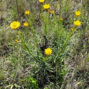 Xerochrysum viscosum at Mitchell, ACT - 16 Nov 2021 10:40 AM