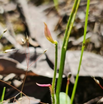 Caladenia sp. (A Caladenia) at Stromlo, ACT - 15 Nov 2021 by RobG1