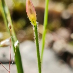 Caladenia sp. (A Caladenia) at Stromlo, ACT - 16 Nov 2021 by RobG1