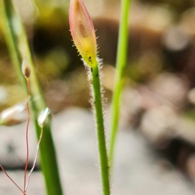 Caladenia sp. (A Caladenia) at Stromlo, ACT - 15 Nov 2021 by RobG1