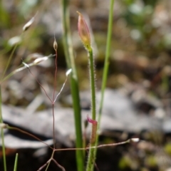 Caladenia sp. at Stromlo, ACT - 16 Nov 2021