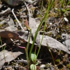 Caladenia sp. at Stromlo, ACT - 16 Nov 2021