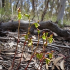 Caleana minor (Small Duck Orchid) at Molonglo Valley, ACT - 16 Nov 2021 by RobG1