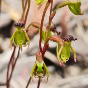 Caleana minor at Molonglo Valley, ACT - 16 Nov 2021