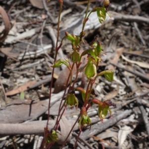 Caleana minor at Molonglo Valley, ACT - 16 Nov 2021