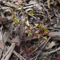 Caleana minor at Molonglo Valley, ACT - 16 Nov 2021