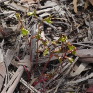 Caleana minor at Molonglo Valley, ACT - 16 Nov 2021