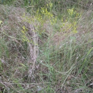 Senecio quadridentatus at Kambah, ACT - 17 Nov 2021