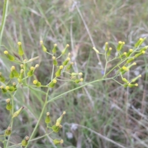 Senecio quadridentatus at Kambah, ACT - 17 Nov 2021