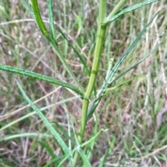 Senecio quadridentatus at Kambah, ACT - 17 Nov 2021