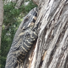 Varanus varius (Lace Monitor) at Bournda, NSW - 17 Nov 2021 by LD12