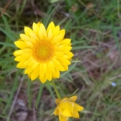 Xerochrysum viscosum (Sticky Everlasting) at Kambah, ACT - 16 Nov 2021 by RosemaryRoth